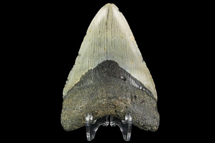 Fossil Megalodon Tooth - North Carolina #109854